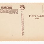 Postcard.  North Dakota State Flower.  The Wild Prairie Rose. 1966. - Image 2