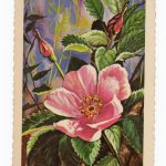 Postcard.  North Dakota State Flower.  The Wild Prairie Rose. 1966.