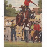 Linen postcard.  Milt Moe on Tea Trader.  Horse, Cowboy, Rodeo.