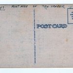 Linen postcard.  Milt Moe on Tea Trader.  Horse, Cowboy, Rodeo. - Image 2