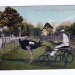Old postcard.  Ostrich Farm, Racing Ostrich, Jacksonville, Florida.  1907.
