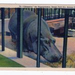 Linen postcard.  Cleopatra the hippopotamus, Swope Park Zoo, Kansas City, Missouri.