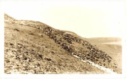 Real photo postcard.  Caribou migrating near Arctic Circle. RPPC.