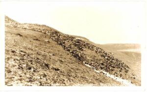Real photo postcard.  Caribou migrating near Arctic Circle. RPPC.