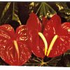 Chrome postcard.  Red Anthuriums, Hawaii.