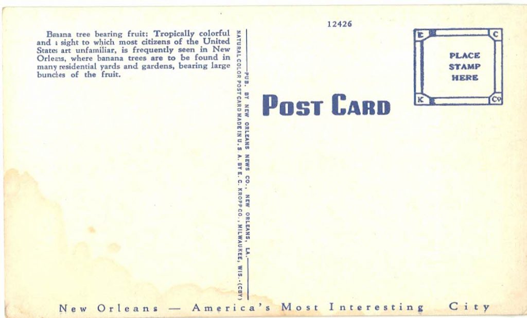 Linen postcard. Beautiful banana tree in a floral setting, New Orleans