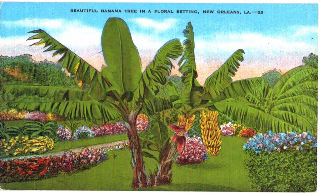 Linen postcard. Beautiful banana tree in a floral setting, New Orleans