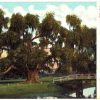 Old postcard.  Washington Oak, Audubon Park, New Orleans, Louisiana.  Undivided back. 1906.