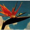 Chrome postcard. Bird of Paradise Hawaiian flower.  1954.  Hawaii.