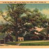 Linen postcard.  The only tree in the world that owns itself, Athens, Georgia.