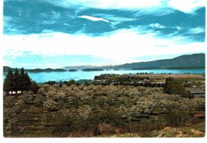 Chrome postcard.  Cherry Orchards around Flathead Lake, Northwest Montana.