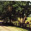 Chrome Postcard. Horse Breeding Farm, Bluegrass Region, Lexington, Kentucky.