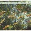 Linen postcard.  The Fish Kingdom seen through Glass Bottom Boats, Silver Springs, Florida.  1941.