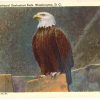 Linen postcard.  Bald eagle, National Zoological Park, Washington, DC.  Zoo, 1948.  International Geophysical Year 1957-58 stamp.