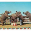 Chrome postcard.  Elephants Performing, Ringling Bros & Barnum & Bailey Circus, Winter Quarters, Sarasota, Florida.
