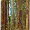 Chrome Postcard.  Frank D Stout Memorial Grove, Jedediah Smith Redwoods State Park, near confluence of Smith River and Mill Creek, California.