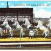 Linen postcard.  Mounted Patrol White Horses, Sioux City, Iowa. Owned by Captain R E Siman.  Liberty High School.