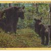 Linen postcard.  Cautioning the family in the Great Smoky Mountains National Park.  Bears.