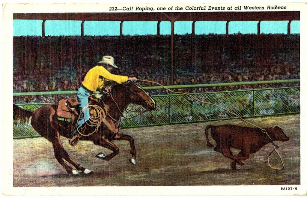 Western Rodeas Linen postcard. Calf Roping, one of the Colorful events at all Western ...