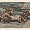 Linen postcard.  Grizzly bears, Otter Creek feeding grounds, Yellowstone Park, Wyoming.