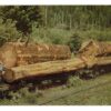 Chrome postcard. Logging Train, Pacific Northwest.  1941.