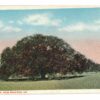 White border postcard.  Suicide Oak, New Orleans, Louisiana.