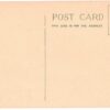White border postcard.  Suicide Oak, New Orleans, Louisiana. - Image 2