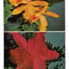 Chrome postcard.  Homosassa Springs, Florida.  Exotic orchids.