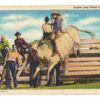 Linen postcard.  Hughie Long Riding No. 9 Steer.  Cowboy, Rodeo.