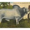 Linen postcard.  Emperor Jr 10th Brahman Bull, Bradenton, Florida. Owned by T P Chaires.