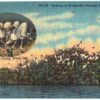 Linen postcard.  Rookery, Everglades National Park. Florida. Nest of Young Wood Ibis.