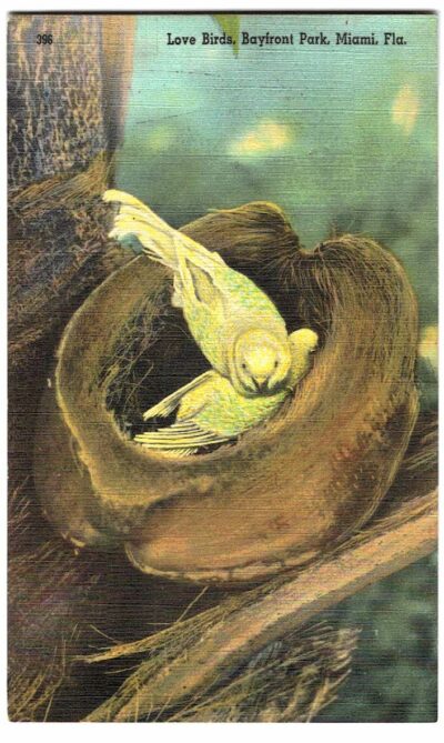 Linen postcard.  Love Birds, Bayfront Park, Miami, Florida.  Cocoanut shell nest.