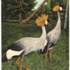 Linen postcard.  Golden Crowned Cranes, African Dancing Cranes, Miami Rare Bird Farm, Miami, Florida.