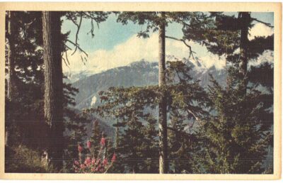 White border postcard.  Olympic Mountains, Washington. From Hurricane Ridge Road.  Olympic Peninsula.