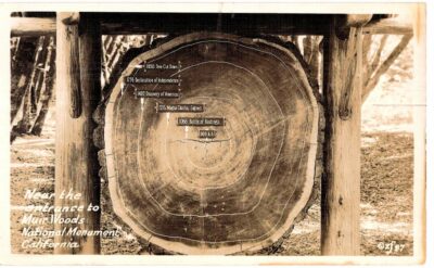 Real Photo Postcard.  Entrance Muir Woods National Monument, California. Tree Rings. RPPC.