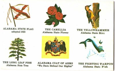 Chrome Postcard.  Alabama Flag, Flower Camellia, Bird Yellowhammer, Tree Long Leaf Pine, Coat of Arms, Fish Tarpon.