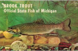 Chrome Postcard.  Brook Trout, Official State Fish of Michigan. White pine, state tree, petoskey stone, state stone.