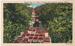 Linen postcard.  Harvest time in a Cherry Orchard, Grand Traverse Region, Michigan.