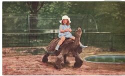 Postcard. Riding Galapagos Tortoise "Grandpa", New York Zoological Park, Jamaica, New York. Zoo, girl.
