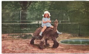 Postcard. Riding Galapagos Tortoise "Grandpa", New York Zoological Park, Jamaica, New York. Zoo, girl.