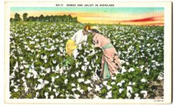 Linen postcard.  Romeo and Juliet in Dixieland.  Black man and woman picking cotton.