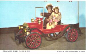 Chrome postcard.  Chimpanzee Show, St Louis Zoo, Missouri.  Cecil and Pancho driving 1911 Maxwell car, 1952.