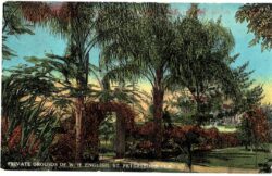 Old postcard.  Private Grounds of W H English, St Petersburg, Florida.  Palm trees.