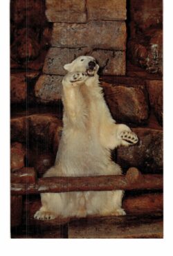 Chrome postcard.  Polar Bear, Grifith Park Zoo, Los Angeles, California.