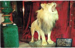 Chrome postcard. Sir Winston Churchill's World War II Lion Mascot, Rota, Lightner Museum of Hobbies, St Augustine, Florida.