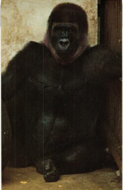 Chrome postcard. Monkey Jungle, Miami, Florida.  Mitzie, adult female lowland gorilla.  1969.