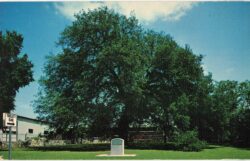 Chrome postcard.  Treaty Oak, Austin, Texas.