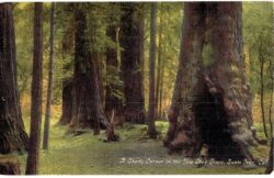 Old postcard.  A Shady Corner in the Big Tree Grove, Santa Cruz, California.