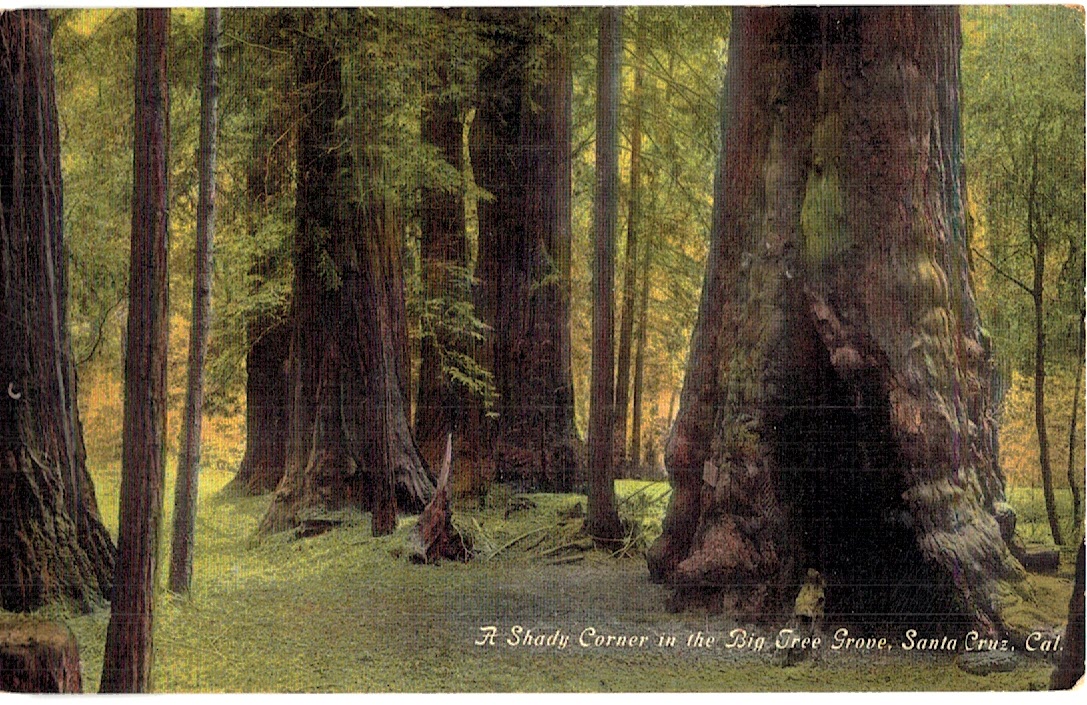 Old postcard. A Shady Corner in the Big Tree Grove, Santa Cruz, California.