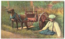 Old postcard, Old Fashion Transport, Quebec, Canada.  Boy with dog pulling cart.